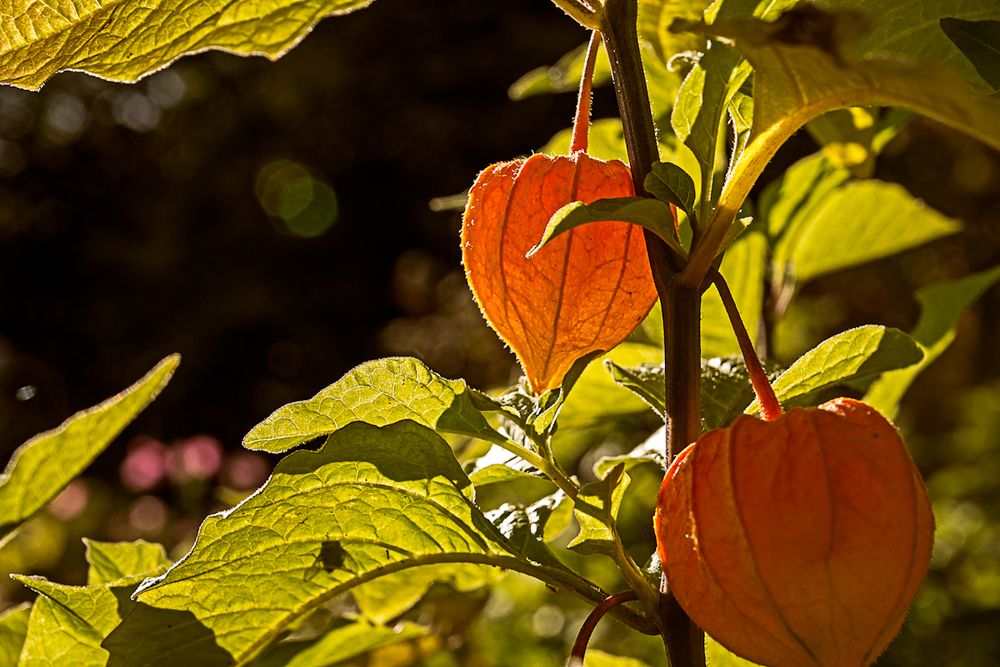 Es wird ....... Herbst!