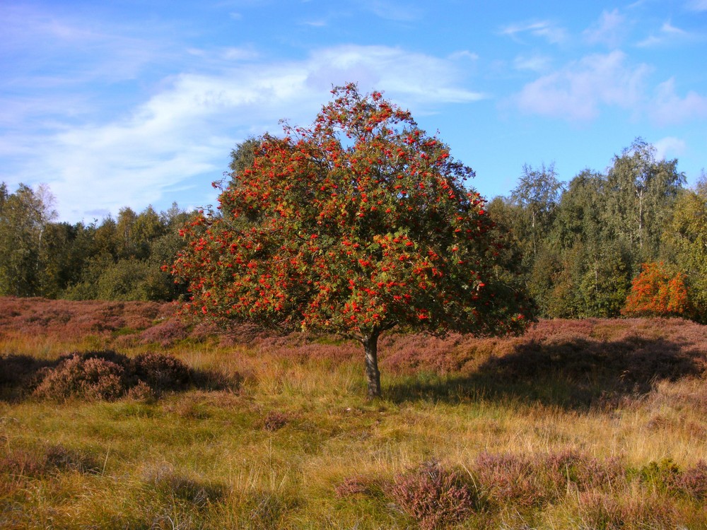 Es wird Herbst