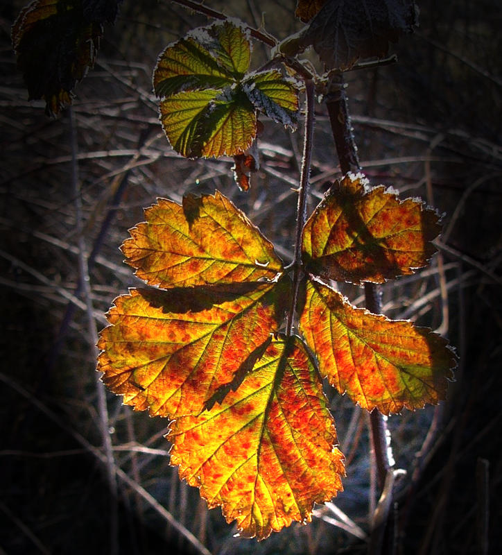 Es wird Herbst