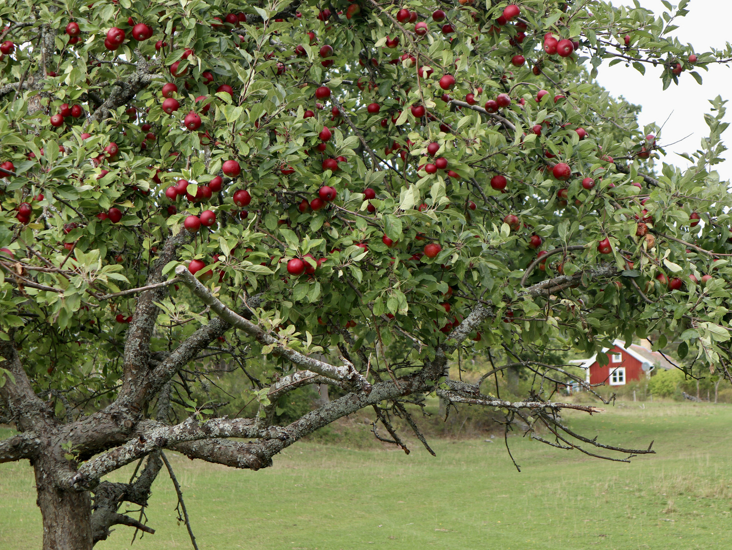 Es wird Herbst am Wegesrand………..