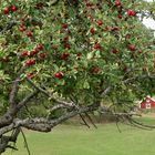 Es wird Herbst am Wegesrand………..