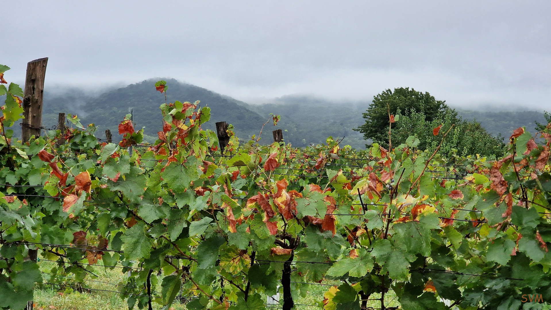 Es wird Herbst auf dem Weinberg