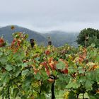 Es wird Herbst auf dem Weinberg