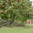 Es wird Herbst auf Häradsviken……….