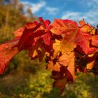 Es wird Herbst!