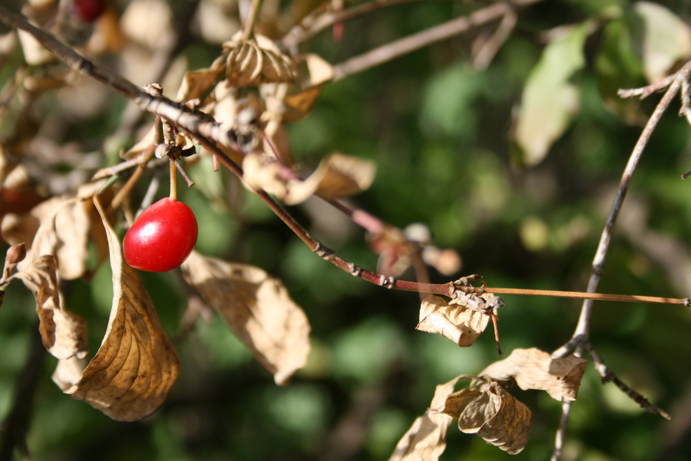 es wird Herbst