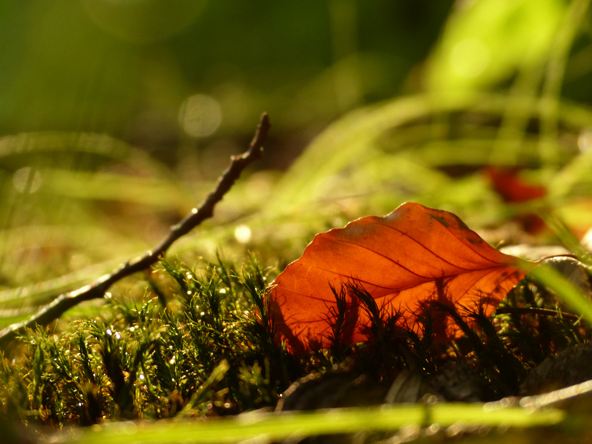 Es wird Herbst...