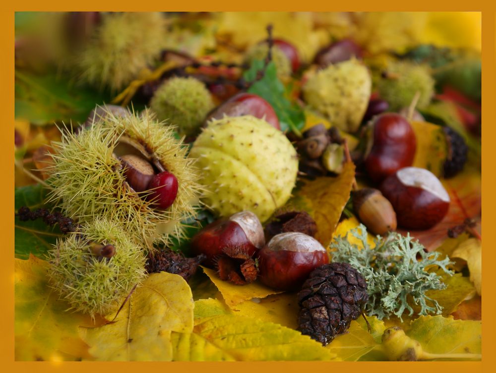 Es wird Herbst Foto & Bild stillleben, pflanzen, pilze & flechten