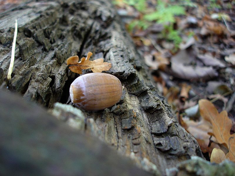 Es wird Herbst