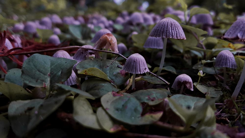 Es wird Herbst