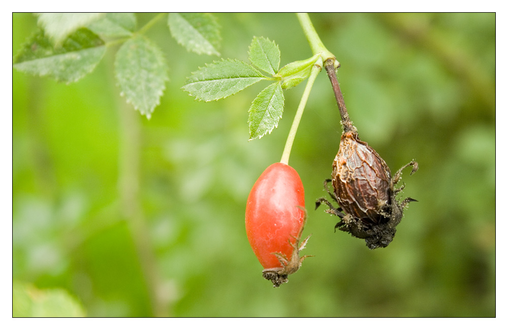 Es wird Herbst...