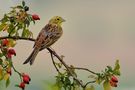 Es wird Herbst.... von Vogelnarr 