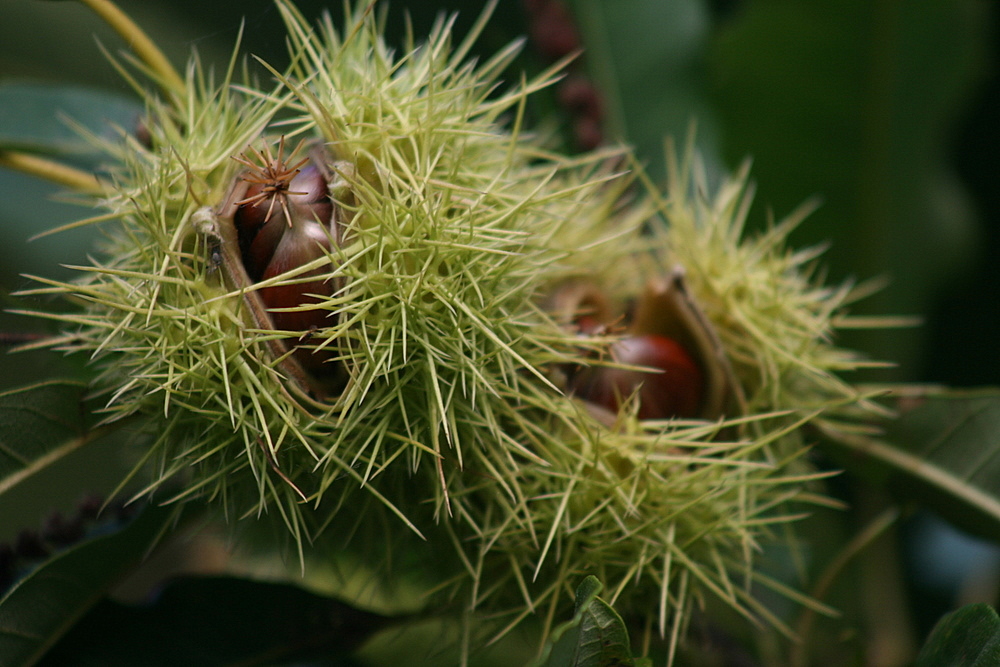 es wird Herbst ...