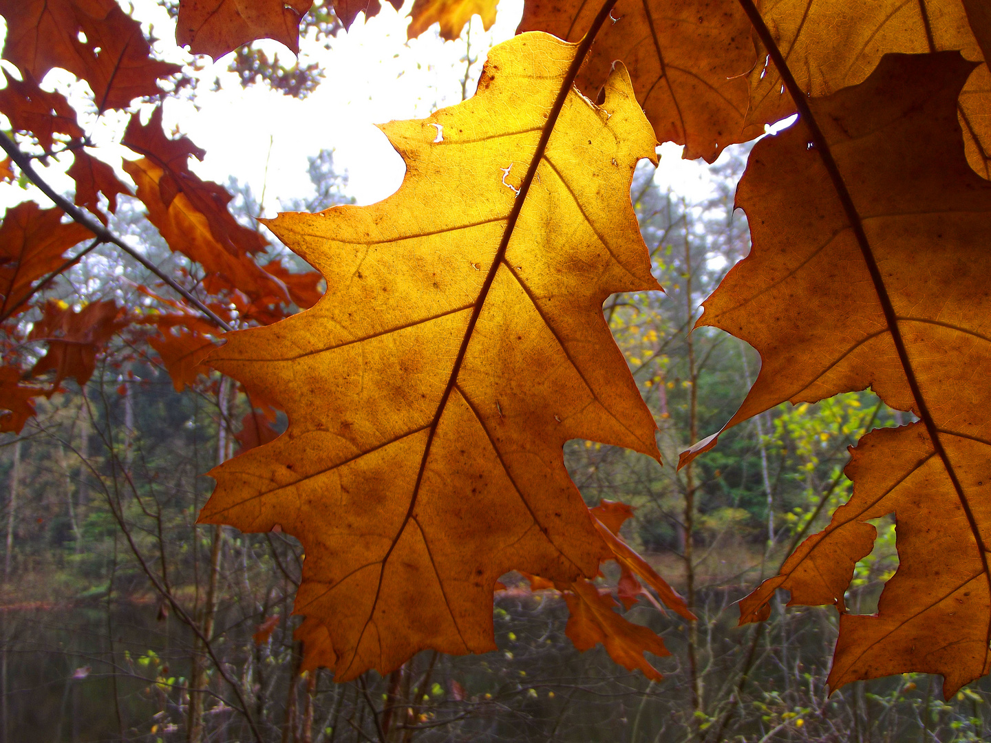 Es wird Herbst