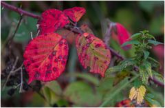 es wird Herbst