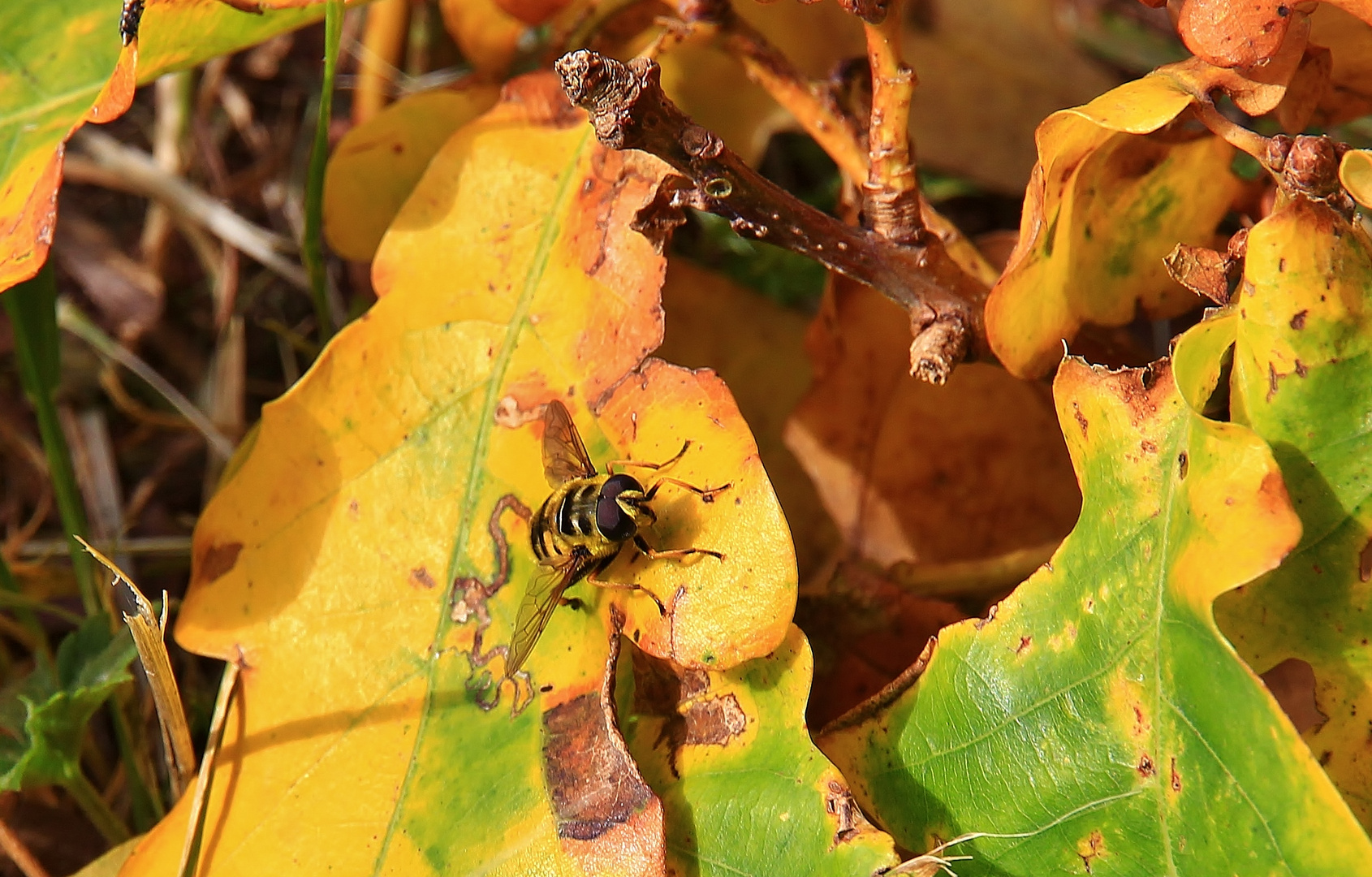 es wird Herbst