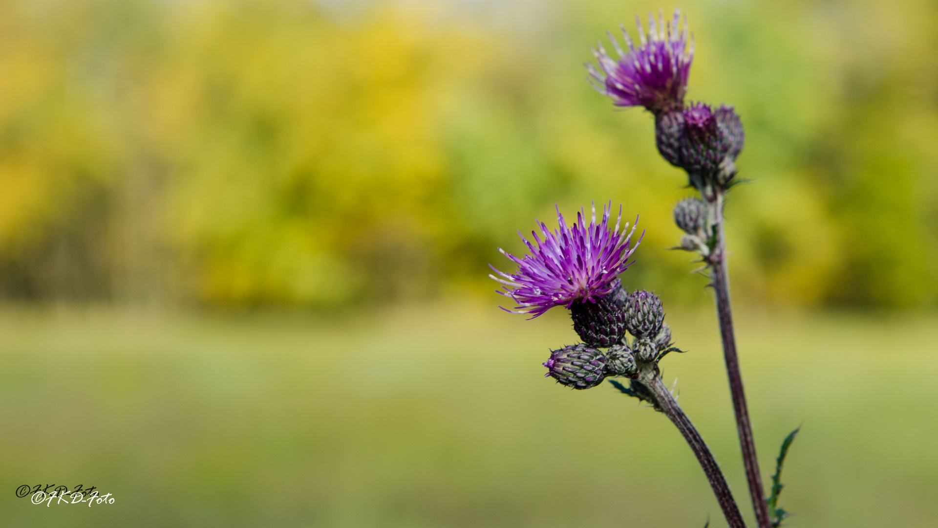 Es wird Herbst - Distel