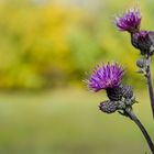 Es wird Herbst - Distel