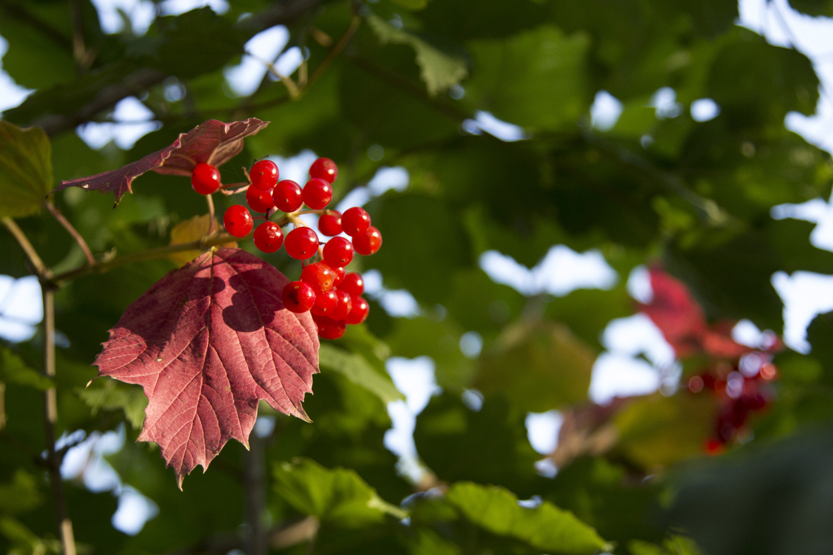 es wird Herbst