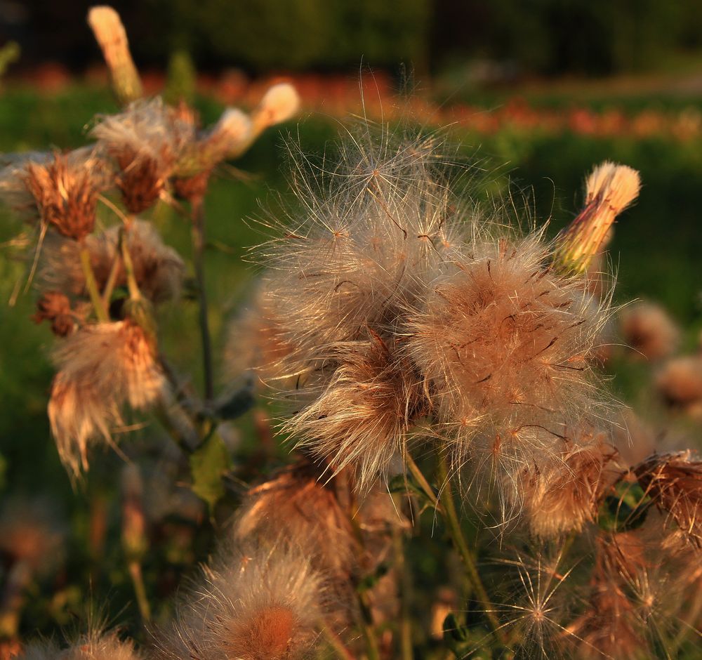 Es wird Herbst