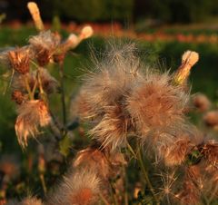 Es wird Herbst