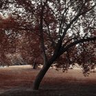 Es wird Herbst...