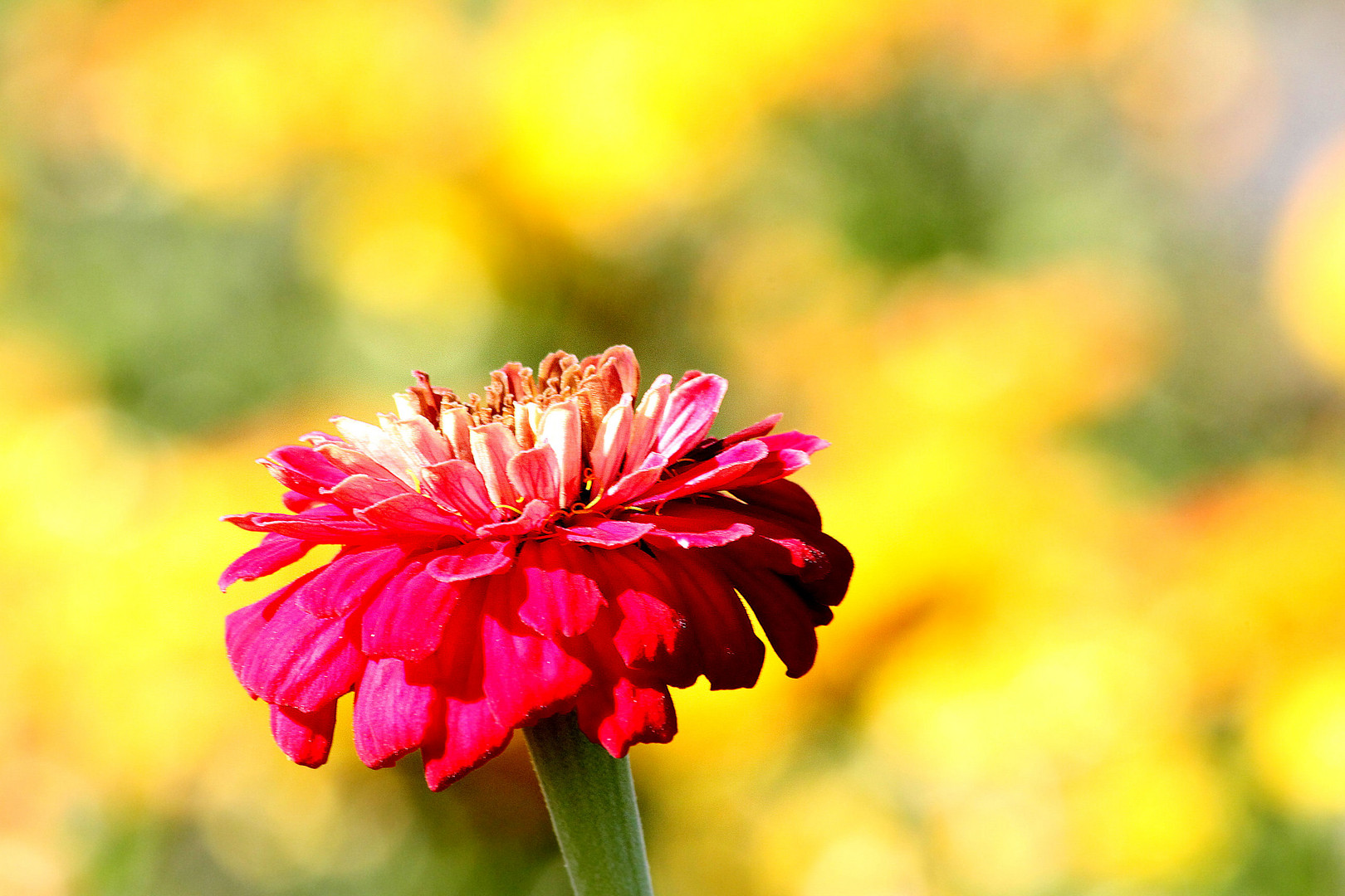 es wird Herbst........................