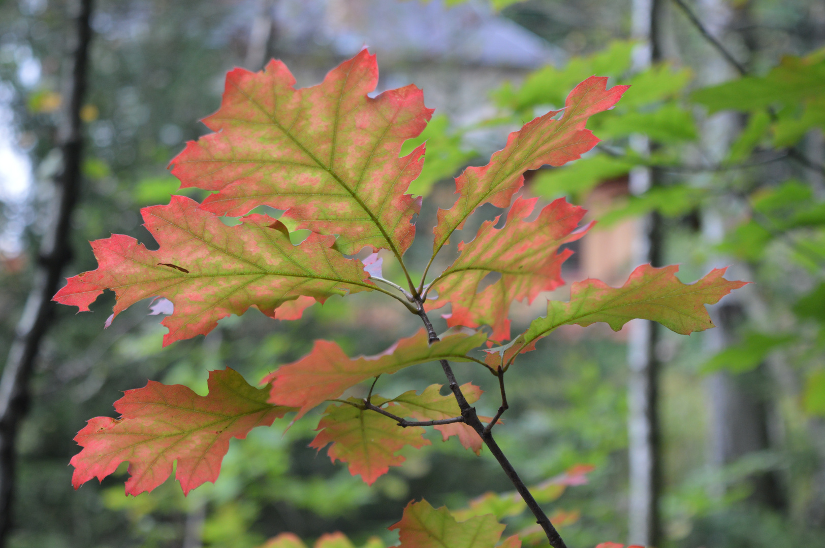 es wird Herbst