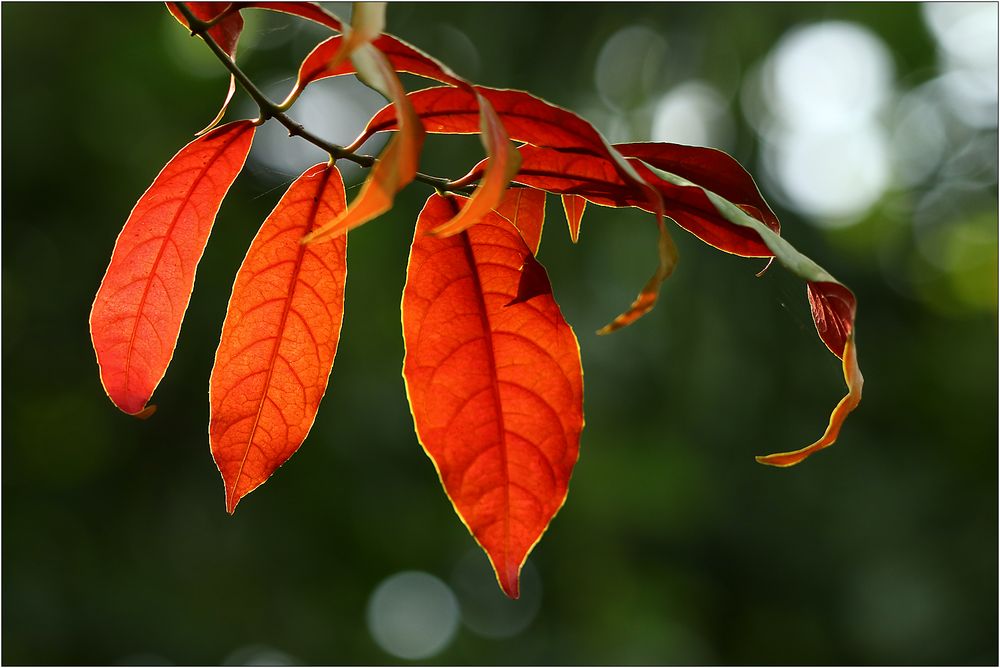 Es wird Herbst...