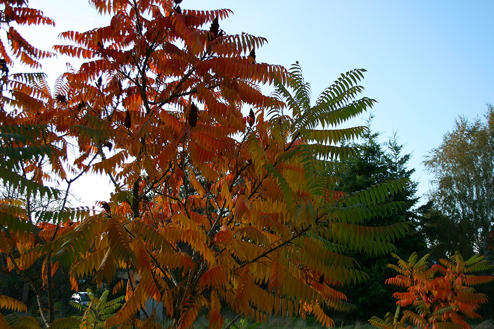 Es wird Herbst...