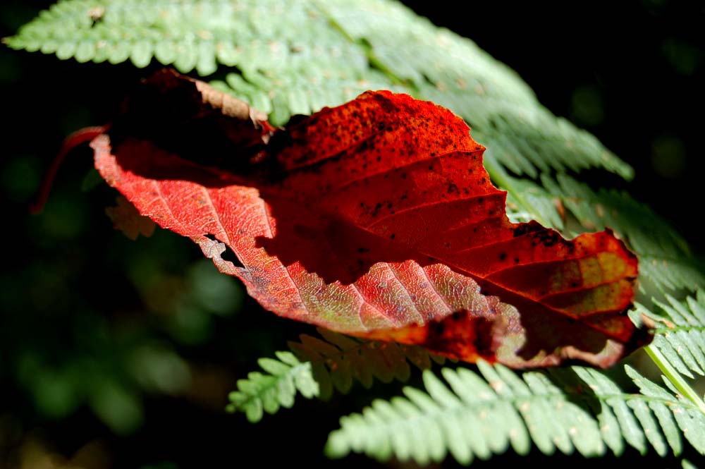 Es wird Herbst III