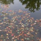 es wird Herbst im botanischen Garten 1