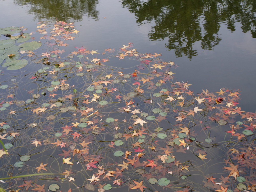 es wird Herbst im botanischen Garten 1