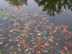 es wird Herbst im botanischen Garten 1