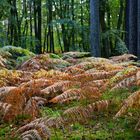 Es wird Herbst im Darßwald