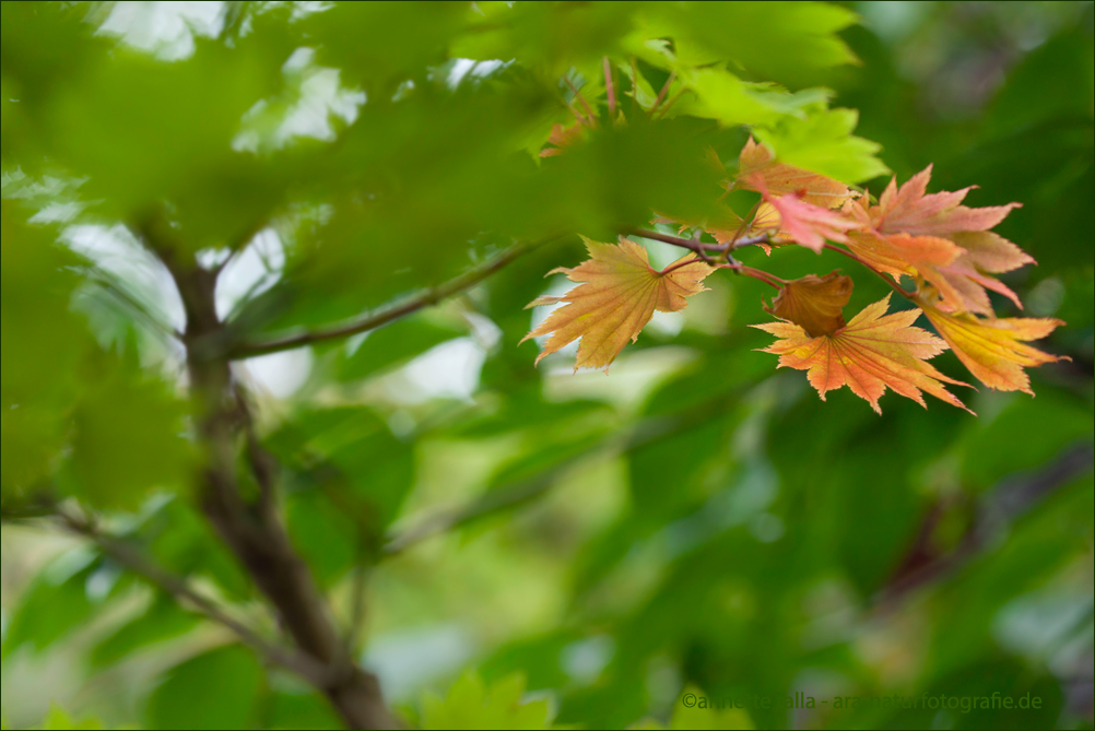 Es wird Herbst im Garten