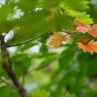 Es wird Herbst im Garten