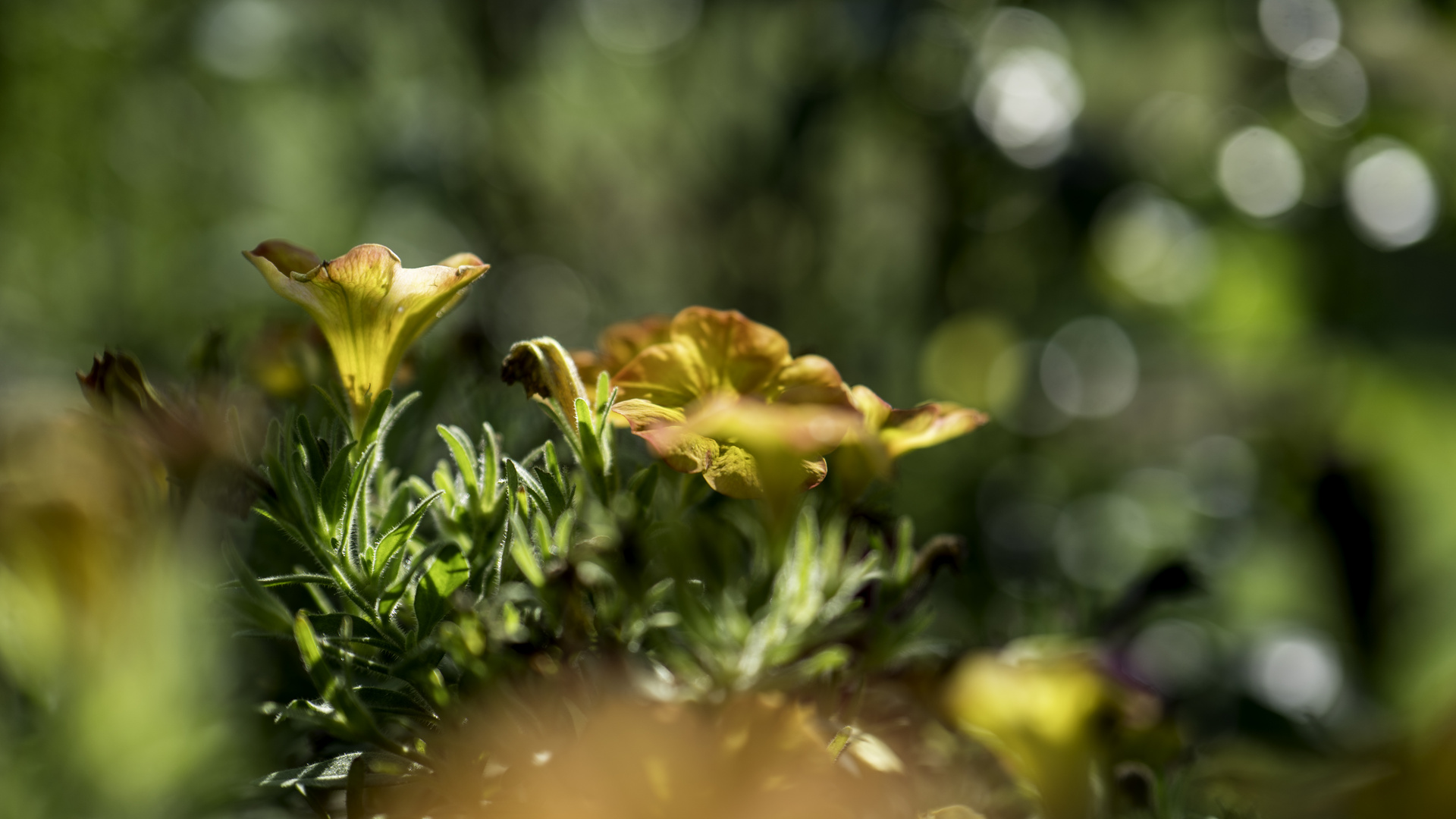 es wird Herbst im Garten