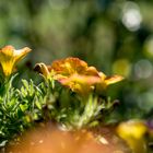 es wird Herbst im Garten