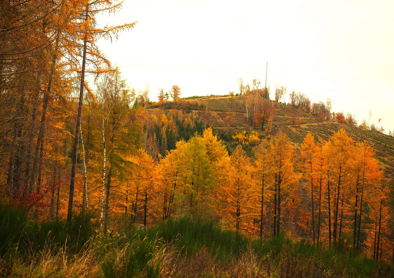 Es wird Herbst im Lärchenwald !