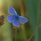 Es wird Herbst im Taunus:  Der späte Hauhechelbläuling 02