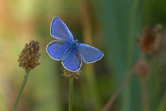 Es wird Herbst im Taunus:  Der späte Hauhechelbläuling 02