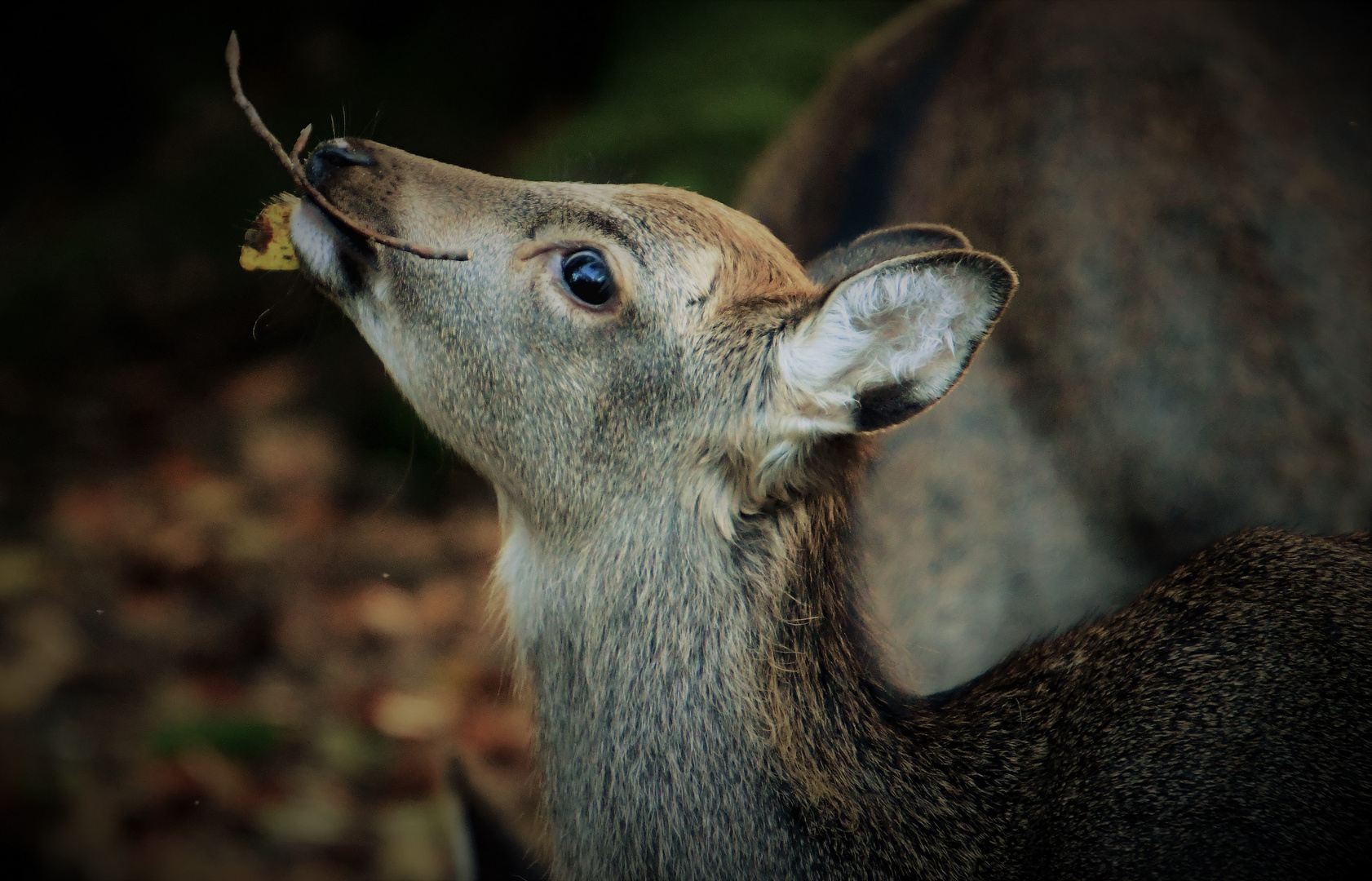 Es wird Herbst im Tierpark !