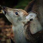 Es wird Herbst im Tierpark !