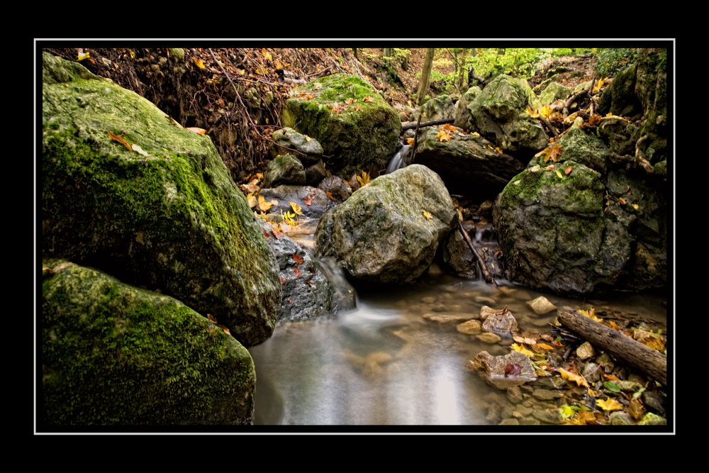 Es wird Herbst im Wald! 2