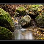 Es wird Herbst im Wald! 2