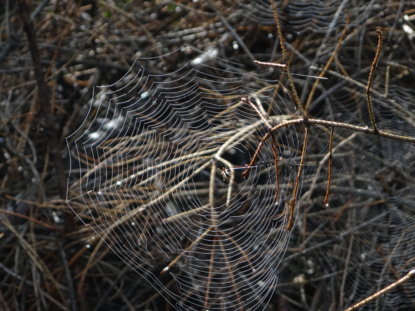 Es wird Herbst im Wald