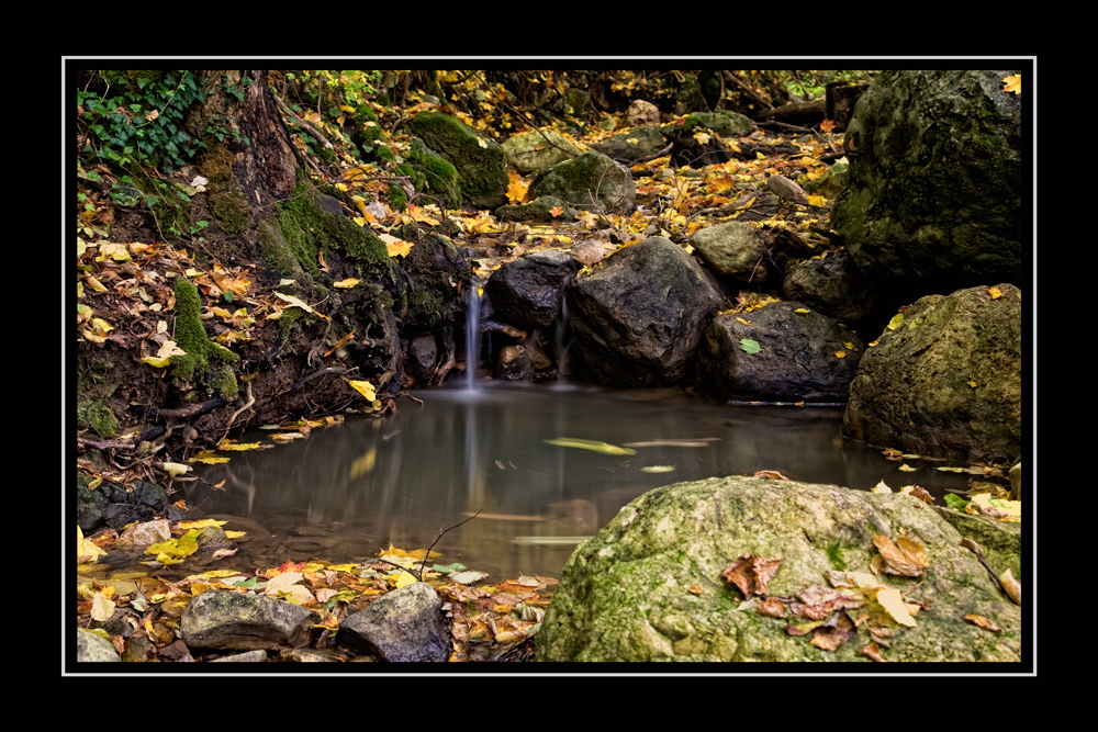 Es wird Herbst im Wald!