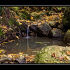 Es wird Herbst im Wald!