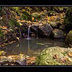 Es wird Herbst im Wald!